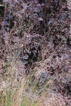 Prairie Dropseed Grass (Sporobolis Heterolepis) - 6 Pack Of 1 Gallon Pots -Wilson Bros Gardens sporobolis heterolepis prairie dropseed grass 10 1