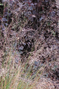 Prairie Dropseed Grass (Sporobolus Heterolepis) - 1 Gallon Pot -Wilson Bros Gardens sporobolis heterolepis prairie dropseed grass 10