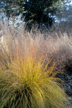 Prairie Dropseed Grass (Sporobolus Heterolepis) - 1 Gallon Pot -Wilson Bros Gardens sporobolis heterolepis prairie dropseed grass 18