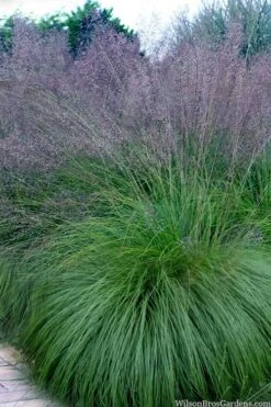Prairie Dropseed Grass (Sporobolis Heterolepis) - 1 Gallon Pot