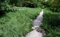 Prairie Dropseed Grass (Sporobolis Heterolepis) - 6 Pack Of 1 Gallon Pots -Wilson Bros Gardens sporobolis heterolepis prairie dropseed grass 2 1
