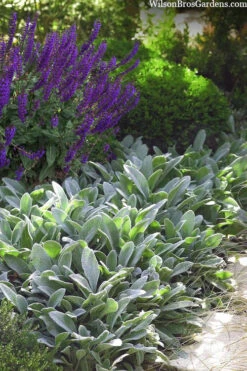 Fuzzy Wuzzy Lambs Ear (Stachys Byzantina) - 1 Gallon Pot