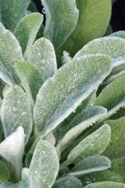 Fuzzy Wuzzy Lambs Ear (Stachys Byzantina) - 1 Gallon Pot -Wilson Bros Gardens stachys byzantina fuzzy wuzzy lambs ears 3