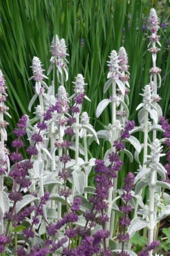 Fuzzy Wuzzy Lambs Ear (Stachys Byzantina) - 1 Gallon Pot -Wilson Bros Gardens stachys byzantina fuzzy wuzzy lambs ears 5