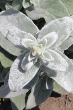 Fuzzy Wuzzy Lambs Ear (Stachys Byzantina) - 1 Gallon Pot -Wilson Bros Gardens stachys byzantina fuzzy wuzzy lambs ears 6