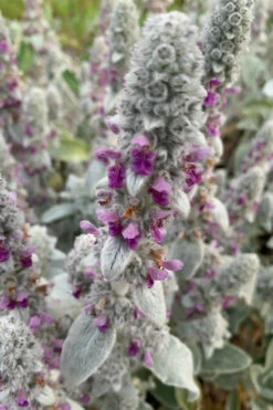 Fuzzy Wuzzy Lambs Ear (Stachys Byzantina) - 1 Gallon Pot -Wilson Bros Gardens stachys byzantina fuzzy wuzzy lambs ears 7