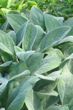 Helen Von Stein Lambs Ears (Big Ears) - 1 Gallon Pot -Wilson Bros Gardens stachys byzantina helen von stein lambs ear 103