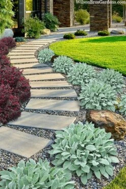 Helen Von Stein Lambs Ears (Big Ears) - 1 Gallon Pot -Wilson Bros Gardens stachys byzantina helen von stein lambs ear 111