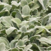 Silver Carpet Lambs Ears (Stachys) - 6 Pack Of Pint Pots