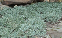 Silver Carpet Lambs Ears (Stachys) - 6 Pack Of Pint Pots -Wilson Bros Gardens stachys byzantina silver carpet lambs ears 5 1