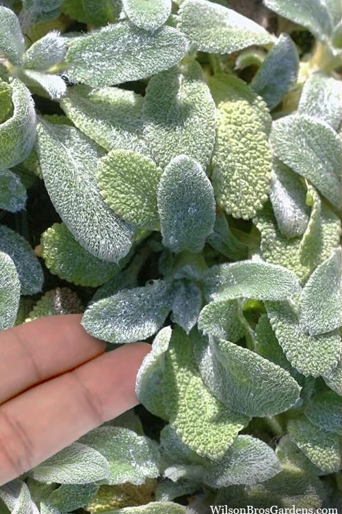 Silky Fleece Dwarf Lambs Ear (Stachys Byzantina) - 10 Pack Of Quarts Pots 1 Silky Fleece Dwarf Lambs Ear (Stachys Byzantina) - 10 Pack Of Quarts Pots
