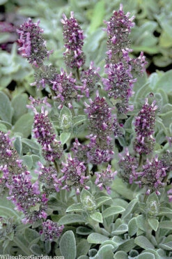 Silky Fleece Dwarf Lambs Ear (Stachys Byzantina) - 10 Pack Of Quarts Pots 9 Silky Fleece Dwarf Lambs Ear (Stachys Byzantina) - 10 Pack Of Quarts Pots -Wilson Bros Gardens stachys byzantine silky fleece lambs ear 101