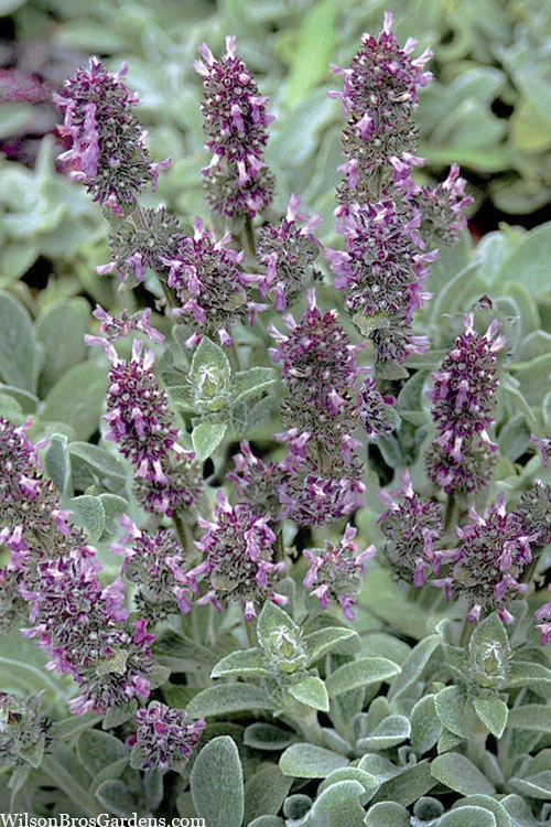 Silky Fleece Dwarf Lambs Ear (Stachys Byzantina) - 10 Pack Of Quarts Pots 4 Silky Fleece Dwarf Lambs Ear (Stachys Byzantina) - 10 Pack Of Quarts Pots - Image 4
