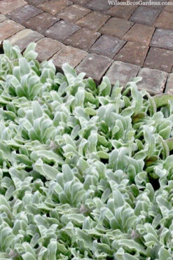 Silky Fleece Dwarf Lambs Ear (Stachys Byzantina) - 10 Pack Of Quarts Pots 10 Silky Fleece Dwarf Lambs Ear (Stachys Byzantina) - 10 Pack Of Quarts Pots -Wilson Bros Gardens stachys byzantine silky fleece lambs ear 104