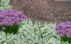 Silky Fleece Dwarf Lambs Ear (Stachys Byzantina) - 10 Pack Of Quarts Pots 8 Silky Fleece Dwarf Lambs Ear (Stachys Byzantina) - 10 Pack Of Quarts Pots -Wilson Bros Gardens stachys byzantine silky fleece lambs ear 105