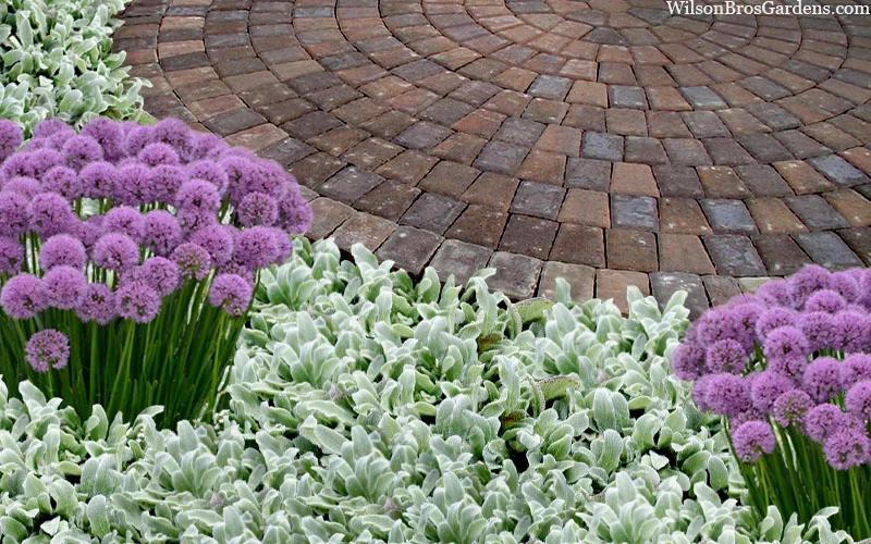 Silky Fleece Dwarf Lambs Ear (Stachys Byzantina) - 10 Pack Of Quarts Pots 3 Silky Fleece Dwarf Lambs Ear (Stachys Byzantina) - 10 Pack Of Quarts Pots - Image 3