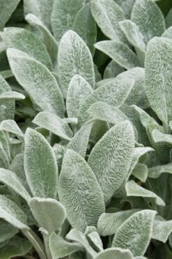 Silver Carpet Lambs Ears (Stachys) - 6 Pack Of Pint Pots -Wilson Bros Gardens stachys byzantine silver carpet lambs ears 2