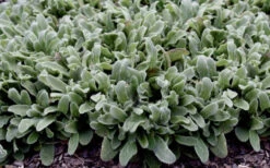 Silky Fleece Dwarf Lambs Ear (Stachys Byzantina) - 1 Gallon Pot -Wilson Bros Gardens stachys silky fleece 2 2