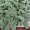 Silky Fleece Dwarf Lambs Ear (Stachys Byzantina) - 1 Gallon Pot