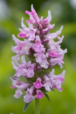 Summer Crush Betony (Stachys) - 1 Gallon Pot 8 Summer Crush Betony (Stachys) - 1 Gallon Pot -Wilson Bros Gardens stachys summer crush betony 3 1