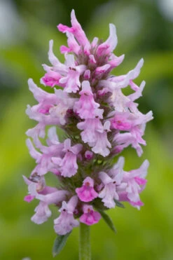 Summer Crush Betony (Stachys) - 1 Gallon Pot -Wilson Bros Gardens stachys summer crush betony 3