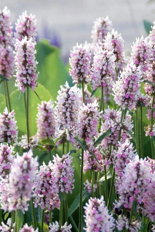 Summer Crush Betony (Stachys) - 1 Gallon Pot 1 Summer Crush Betony (Stachys) - 1 Gallon Pot