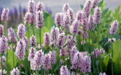 Summer Crush Betony (Stachys) - 1 Gallon Pot -Wilson Bros Gardens stachys summer crush betony 5