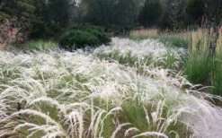 Peruvian Feather Grass (Stipa Ichu) - 1 Gallon Pot -Wilson Bros Gardens stipa ichu peruvian feather grass 4