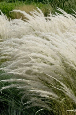 Peruvian Feather Grass (Stipa Ichu) - 1 Gallon Pot -Wilson Bros Gardens stipa ichu peruvian feather grass 7