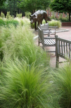 Pony Tails Mexican Feather Grass (Stipa Tennuissima) - 12 Pack Of Quart Pots