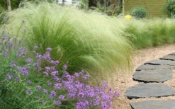 Pony Tails Mexican Feather Grass (Stipa Tennuissima) - 12 Pack Of Quart Pots -Wilson Bros Gardens stipa tenuissima ponytails mexican feather grass 105 2