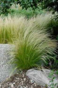 Pony Tails Mexican Feather Grass - Stipa Tennuissima - 1 Gallon Pot -Wilson Bros Gardens stipa tenuissima ponytails mexican feather grass 107