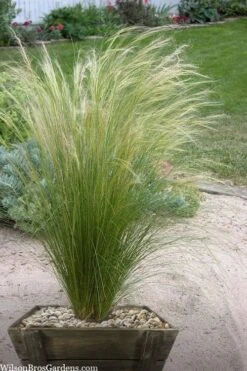 Pony Tails Mexican Feather Grass (Stipa Tennuissima) - 3 Pack Of Quart Pots -Wilson Bros Gardens stipa tenuissima ponytails mexican feather grass 111 2