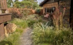 Pony Tails Mexican Feather Grass - Stipa Tennuissima - 6 Pack Of 1 Gallon Pots -Wilson Bros Gardens stipa tenuissima ponytails mexican feather grass 115 1