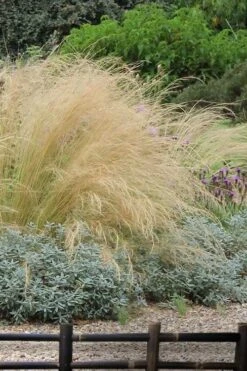 Pony Tails Mexican Feather Grass (Stipa Tennuissima) - 3 Pack Of Quart Pots -Wilson Bros Gardens stipa tenuissima ponytails mexican feather grass 117 2