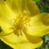 Celandine Yellow Woods Poppy(Stylophorum) - 6 Pack Of 1 Gallon Pots