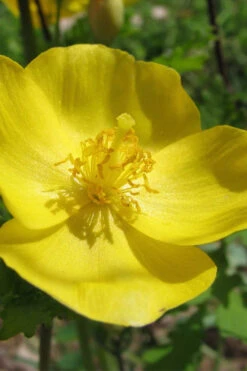Celandine Yellow Woods Poppy(Stylophorum) - 6 Pack Of 1 Gallon Pots