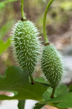 Celandine Yellow Woods Poppy(Stylophorum) - 6 Pack Of 1 Gallon Pots -Wilson Bros Gardens stylophorum diphyllum celandine poppy 10