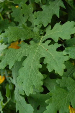 Celandine Yellow Woods Poppy(Stylophorum) - 6 Pack Of 1 Gallon Pots -Wilson Bros Gardens stylophorum diphyllum celandine poppy 5