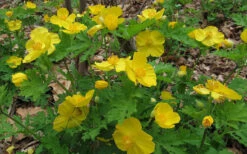 Celandine Yellow Woods Poppy(Stylophorum) - 6 Pack Of 1 Gallon Pots -Wilson Bros Gardens stylophorum diphyllum celandine poppy 7