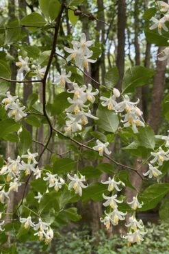 American Snowbell Tree (Styrax Americanus) - 1 Gallon Pot 17 American Snowbell Tree (Styrax Americanus) - 1 Gallon Pot -Wilson Bros Gardens styrax americanus american snowbell 12