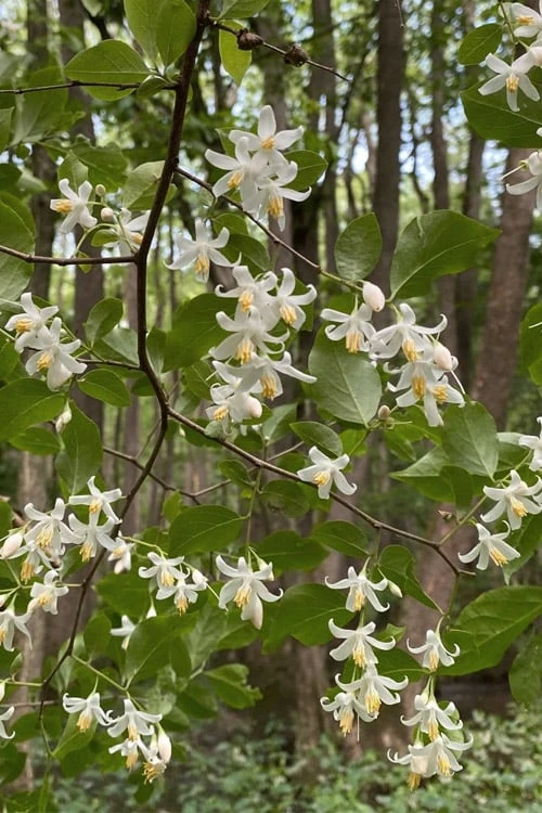 American Snowbell Tree (Styrax Americanus) - 1 Gallon Pot 4 American Snowbell Tree (Styrax Americanus) - 1 Gallon Pot - Image 4