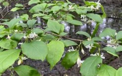 American Snowbell Tree (Styrax Americanus) - 1 Gallon Pot 23 American Snowbell Tree (Styrax Americanus) - 1 Gallon Pot -Wilson Bros Gardens styrax americanus american snowbell 14