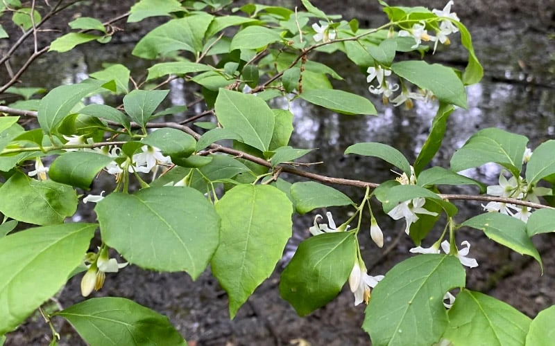American Snowbell Tree (Styrax Americanus) - 1 Gallon Pot 10 American Snowbell Tree (Styrax Americanus) - 1 Gallon Pot - Image 10