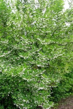 American Snowbell Tree (Styrax Americanus) - 1 Gallon Pot 18 American Snowbell Tree (Styrax Americanus) - 1 Gallon Pot -Wilson Bros Gardens styrax americanus american snowbell 16