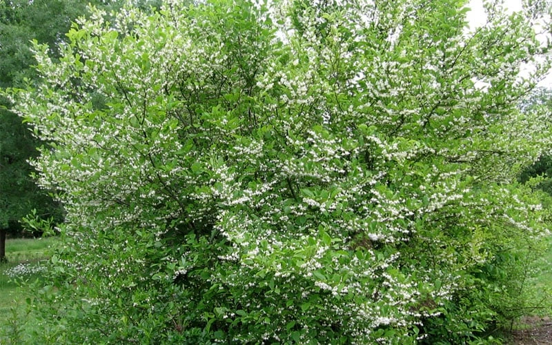American Snowbell Tree (Styrax Americanus) - 1 Gallon Pot 6 American Snowbell Tree (Styrax Americanus) - 1 Gallon Pot - Image 6