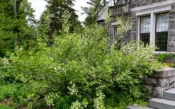 American Snowbell Tree (Styrax Americanus) - 1 Gallon Pot 21 American Snowbell Tree (Styrax Americanus) - 1 Gallon Pot -Wilson Bros Gardens styrax americanus american snowbell 18