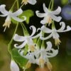 American Snowbell Tree (Styrax Americanus) - 1 Gallon Pot