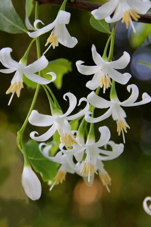 American Snowbell Tree (Styrax Americanus) - 1 Gallon Pot 1 American Snowbell Tree (Styrax Americanus) - 1 Gallon Pot
