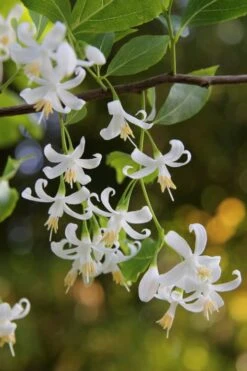 American Snowbell Tree (Styrax Americanus) - 1 Gallon Pot 22 American Snowbell Tree (Styrax Americanus) - 1 Gallon Pot -Wilson Bros Gardens styrax americanus american snowbell 4